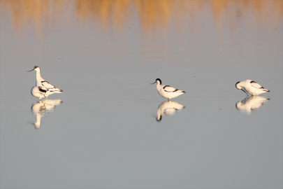 Iğdır'daki Karasu Sulak Alanı'nda kılıçgagalar beslenirken görüntülendi
