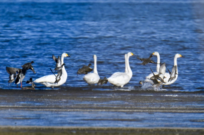 Ötücü kuğular ile göç dönemi geçen flamingolar kışı Van Gölü havzasında geçiriyor
