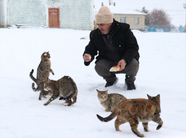 Karla kaplı mahallelere ekmek götüren fırıncı kedileri de unutmuyor