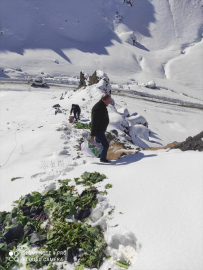 Van&#039;da yaban hayvanları için doğaya yem bırakıldı