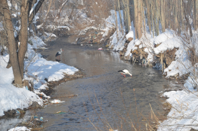 Yüksekova&#039;da yıllardır göç etmeyen leyleklere köylüler sahip çıkıyor