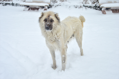 Doğu Anadolu karla beyaza büründü