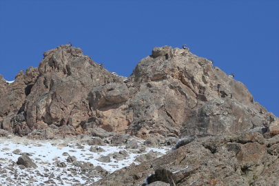 "Doğanın bekçileri" karlı dağlarda yaban hayatını korumaya çalışıyor
