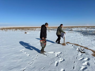 Ardahan ve Kars'ta yaban hayvanları için doğaya yem bırakıldı