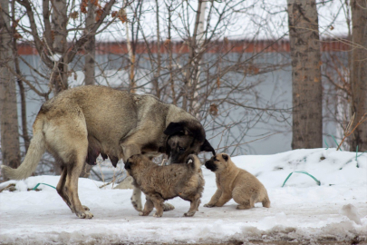 Erzurum, Ardahan, Kars ve Tunceli&#039;de kar, Iğdır&#039;da ise soğuk hava etkili oldu