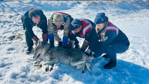 Erzurum&#039;da jandarmanın yaralı bulduğu kurt tedaviye alındı