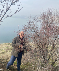 Malatya&#039;da badem ağaçları çiçek açtı