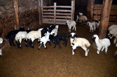 Muş'ta besicilerin "doğum" mesaisi başladı