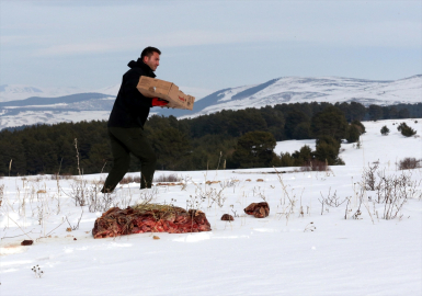 Ardahan&#039;da yaban hayvanları için karla kaplı doğaya yem bırakıldı