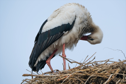 "Baharın müjdecisi" leylekler bu yıl Kars'a erken geldi