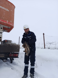 Bitlis&#039;te ağaç direkte mahsur kalan kediyi VEDAŞ ekipleri kurtardı