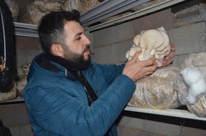 Hakkarili genç evinin ikinci katında istiridye mantarı üretim alanı oluşturdu