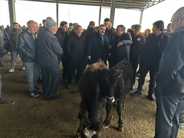 Iğdır&#039;da bir aydır şap karantinasında olan hayvan borsası yeniden açıldı