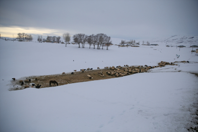 Vanlı çift kışın yalnız kaldıkları mahalleyi hayvanları için terk etmiyor