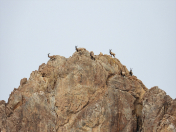 Yaban keçileri aç kalmasın diye dağlık alana atla yem taşıdılar