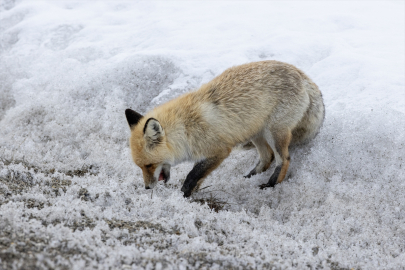Erzurum'da aç kalan tilkiyi kraker ve sucukla beslediler