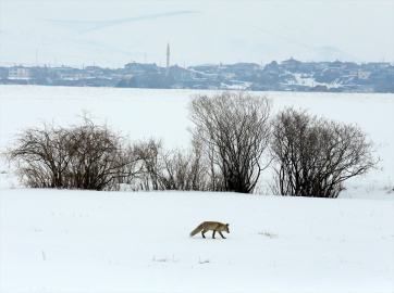 Ardahan'da tilkilerin kar altında avlarını yakalaması görüntülendi