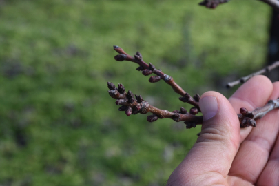 Depremzede kayısı üreticilerinden gübre ve ilaç desteği talebi