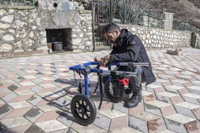 Arka ayakları felç olan "Gümüş" hayvanseverlerin yürüteç desteğiyle yeniden adım attı
