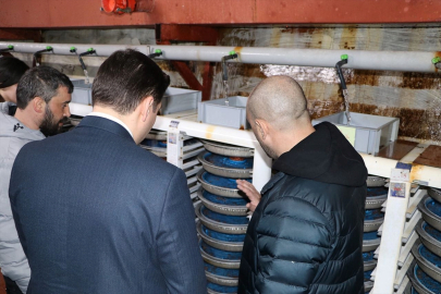 Keban Kaymakamı Atalık, yavru alabalık üretim tesisini ziyaret etti