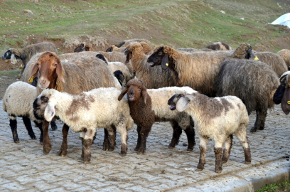 Muş&#039;ta yeni doğan kuzular günde iki kez anneleriyle buluşturuluyor