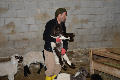 Hakkari'deki besiciler, yeni doğan kuzulara özenle bakıyor