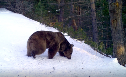 Kars'ta 10 bozayının yaşamı uydu vericisiyle takip ediliyor