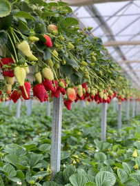 Paladyum Tarım, topraksız tarım alanındaki yatırımlarını sürdürüyor