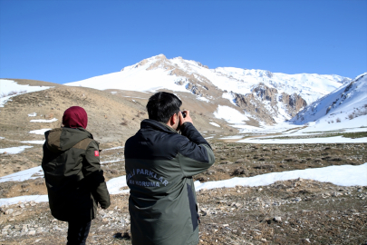 Koruma tedbirleriyle yaban hayvanları daha güvenli ortamlarda yaşamlarını sürdürüyor