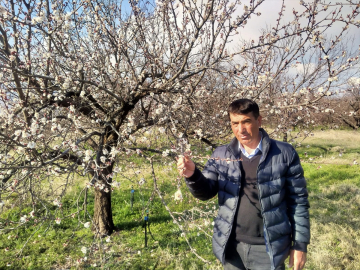 Malatya'da kayısı ağaçları çiçek açtı