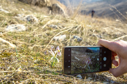 Beydağı&#039;nın eteklerinde nevruz çiçekleri açtı