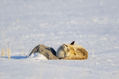 İlkbaharda beyaza bürünen Kars&#039;ta tilkilerin yiyecek arayışı görüntülendi
