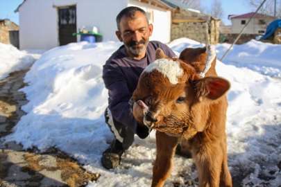 Ardahan&#039;da burun ve dudağı eksik doğan buzağı biberonla besleniyor