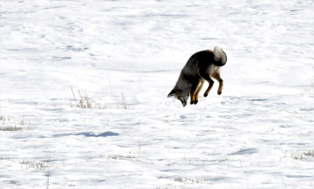 Kızıl tilkiler kar altındaki avlarının yerlerini kulaklarıyla tespit ediyor