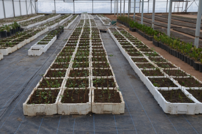 Muş&#039;ta serada yetiştirilen çiçekler park ve refüjlere ekilecek