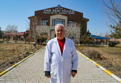 Orijinal formuna yakın Van kedisi sayısı koruma ve ıslah çalışmalarıyla artıyor