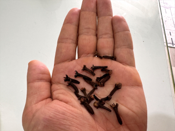 Birçok hastalığı önlediği bilinen karanfilin tedavide de potansiyel etkiye sahip olduğu ortaya kondu