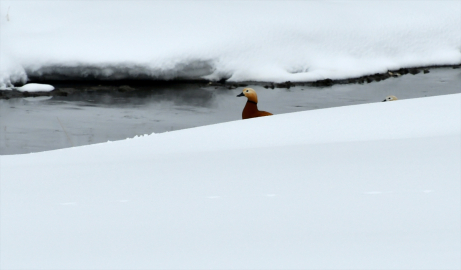 Kars'ta angutlar karla kaplı sulak alanlarda yiyecek arayışında görüntülendi