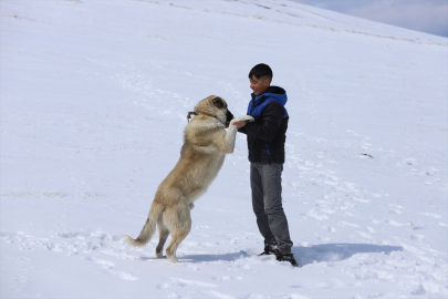 Karla kaplanan Erzurum, Ardahan, Kars ve Ağrı&#039;da soğuk hava etkili