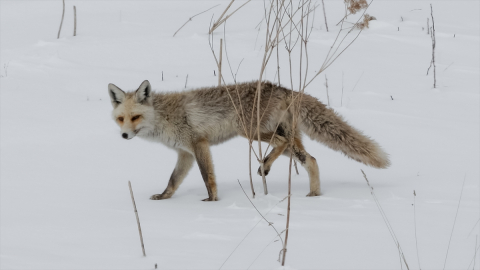 Kars'ta tilkiler karlı arazide yiyecek ararken görüntülendi