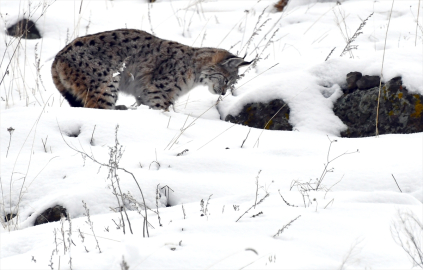 Kafkas vaşağı karlı arazide gündüz avlanırken görüntülendi
