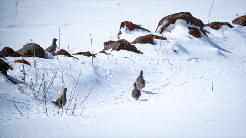 Kars&#039;ta çil keklikler karlı arazide yiyecek ararken görüntülendi