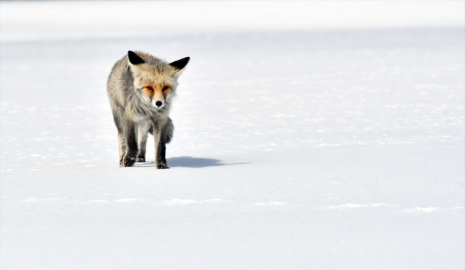 Kars ve Ardahan&#039;da soğuk hava etkili oldu