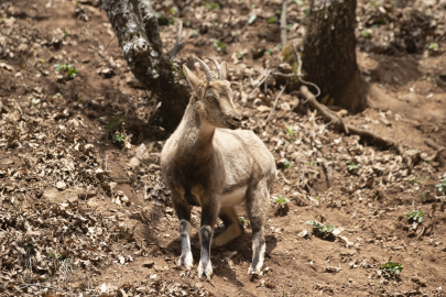 Koruma altındaki yaban keçileri Munzur Vadisi&#039;nde sürü halinde görüntülendi