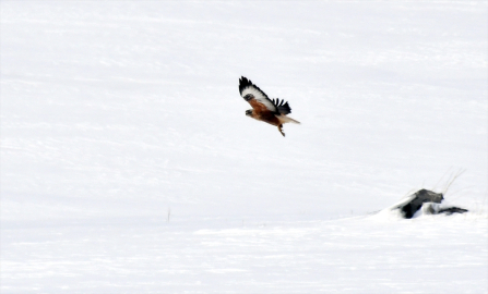 Karlar erimeye başlayınca Kars&#039;ta doğa kuşlarla canlandı