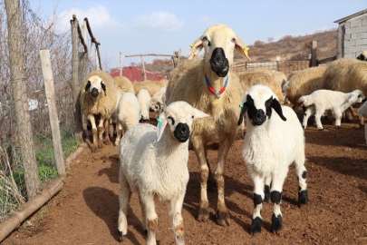 İstanbul&#039;dan köyüne dönüp ailesinin 37 küçükbaş hayvanını 1100&#039;e çıkardı