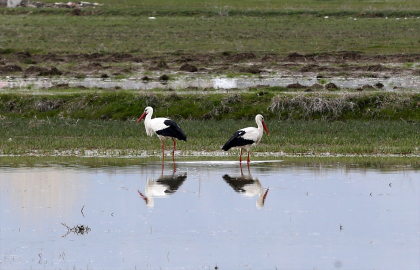 Leylekler havanın ısınmasıyla Muş Ovası&#039;ndaki yuvalarına dönmeye başladı
