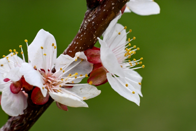 Kağızman&#039;da kayısı ağaçları çiçek açtı