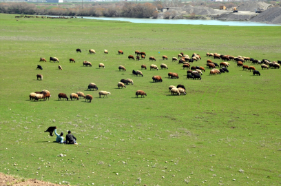 Muşlu besiciler baharın gelmesiyle hayvanlarını merada otlatmaya başladı