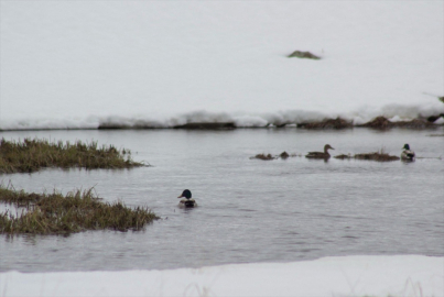 Kars'ın yüksek kesimlerinde kar etkili oldu